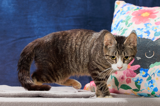 MARYBETH - Domestic Shorthair / Mix available for adoption