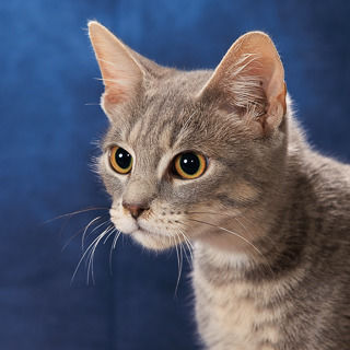 HISSTON CHURCHILL - Domestic Shorthair / Mix available for adoption