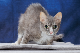 PRECIOUS - Domestic Medium Hair / Mix available for adoption