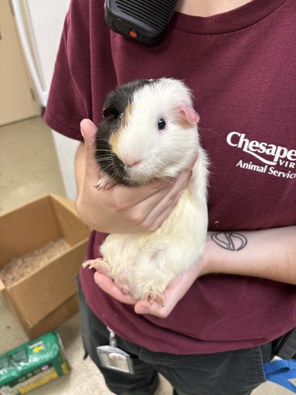HICCUP - Guinea Pig / Guinea Pig available for adoption