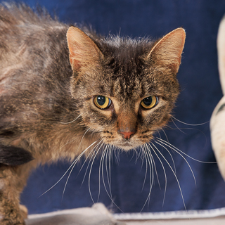 BISCUITS - Domestic Shorthair / Mix available for adoption