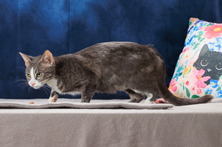 XENA - Domestic Shorthair / Mix available for adoption