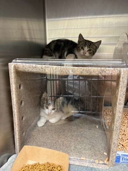 SUNCATCHER - Domestic Medium Hair / Mix available for adoption