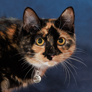 CALLIE - Domestic Shorthair / Mix available for adoption