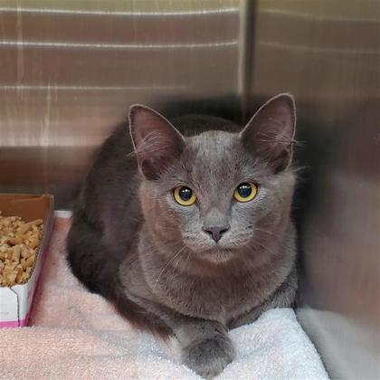 CALCITE - Domestic Shorthair / Mix available for adoption