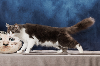 MARLEY - Domestic Longhair / Mix available for adoption