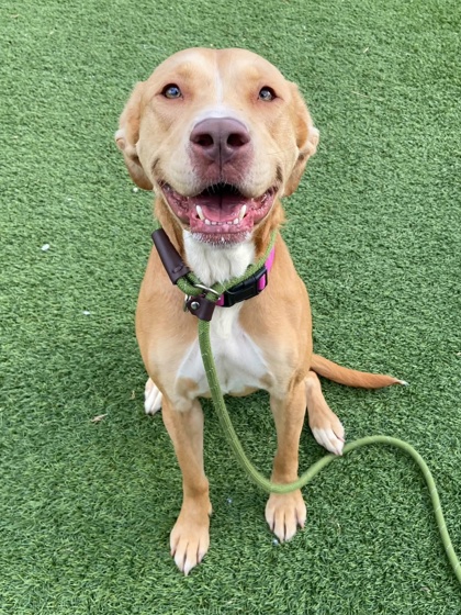 HAZEL - Hound / Mix available for adoption