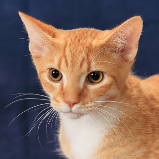 DING DONG DITCH - Domestic Shorthair / Mix available for adoption