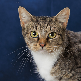 PAWLA - Domestic Shorthair / Mix available for adoption