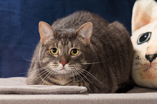 LUNAR - Domestic Shorthair / Mix available for adoption