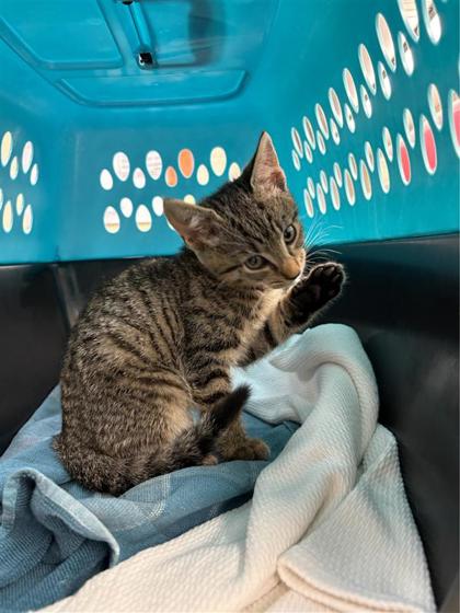 CHIRP - Domestic Shorthair / Mix available for adoption