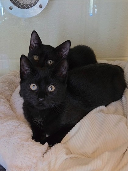 Compost Image