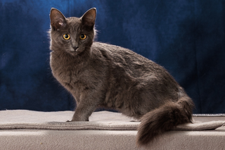 CALCITE - Domestic Shorthair / Mix available for adoption