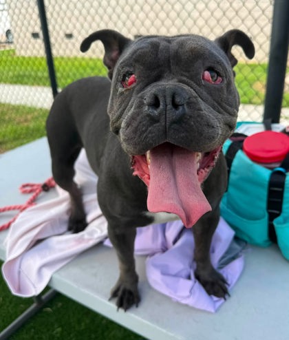 ENCHIRITO WITH OLIVES - Bulldog / Mix available for adoption
