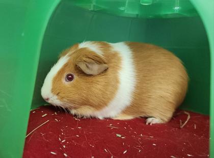 PENELOPE - Guinea Pig / Guinea Pig available for adoption