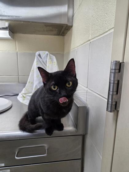 COBWEB - Domestic Shorthair / Mix available for adoption