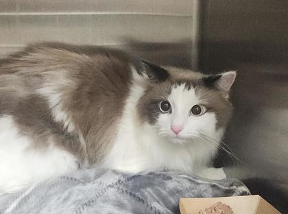 YUKI FKA ANNABELLE - Ragdoll / Mix available for adoption