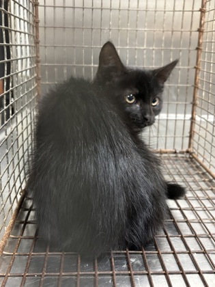 SOFIA - Domestic Shorthair / Mix for adoption in Chesapeake