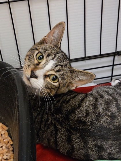 CALVIN - Domestic Shorthair / Mix available for adoption