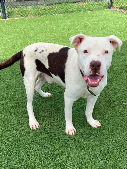 ARMADILLO - Pit Bull Terrier / Mastiff for adoption in Chesapeake