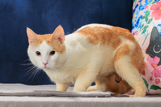 MITCH - Domestic Shorthair / Mix available for adoption