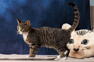 CALVIN - Domestic Shorthair / Mix available for adoption