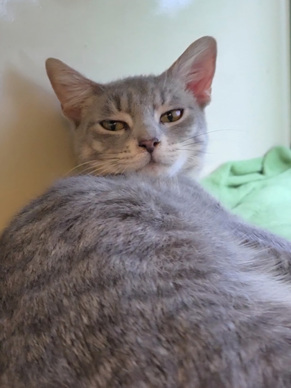 HISSTON CHURCHILL - Domestic Shorthair / Mix available for adoption