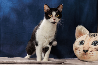 LEGACY - Domestic Shorthair / Mix available for adoption