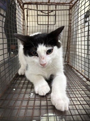 DARCY - Domestic Shorthair / Mix for adoption in Chesapeake