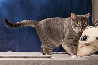 EVIE - Domestic Shorthair / Mix available for adoption