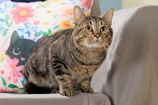 KEVIN STEVEN FITZGERALD III - Domestic Shorthair / Mix available for adoption