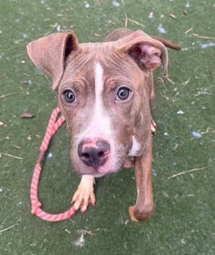 BARNEY - Pit Bull Terrier / Mix available for adoption