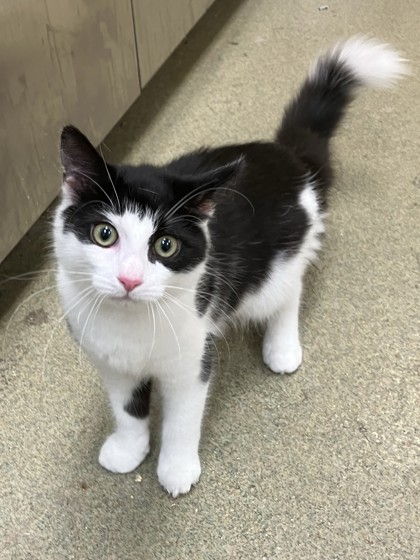 NICO - Domestic Medium Hair / Mix for adoption in Chesapeake