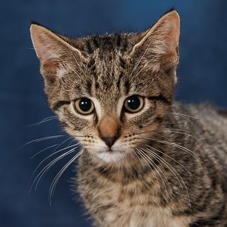 EXXTRA - Domestic Shorthair / Mix available for adoption
