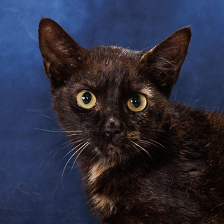 BRENNAN - Domestic Shorthair / Mix available for adoption