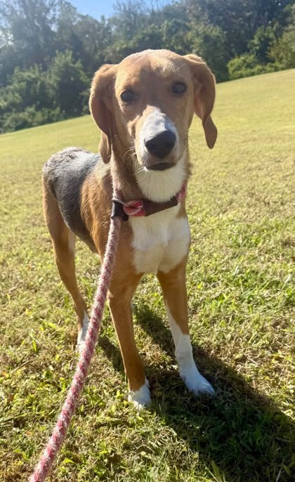 CALAMITY - Hound / Mix available for adoption