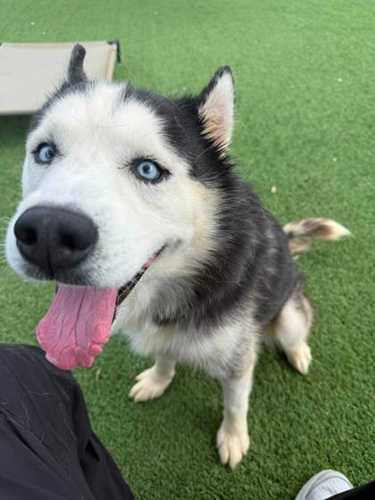 OMAR - Siberian Husky / Mix for adoption in Chesapeake