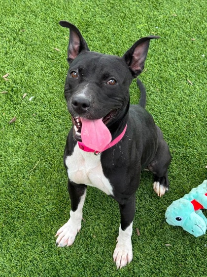 KIMA - American Pit Bull Terrier / Mix for adoption in Chesapeake