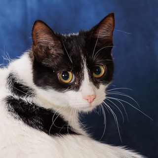 TESSA - Domestic Shorthair / Mix available for adoption