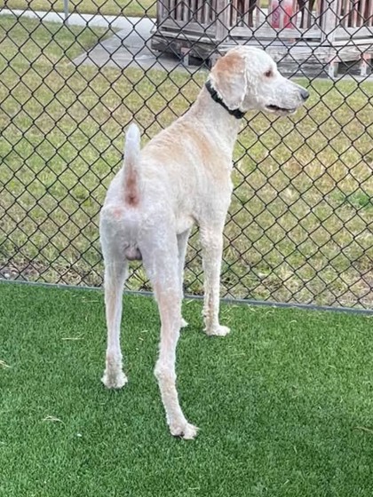 CORNBREAD - Mixed Breed, Large (over 44 lbs fully grown) / Mix available for adoption