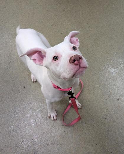 SUGAR BRITCHES - American Pit Bull Terrier / Mix available for adoption