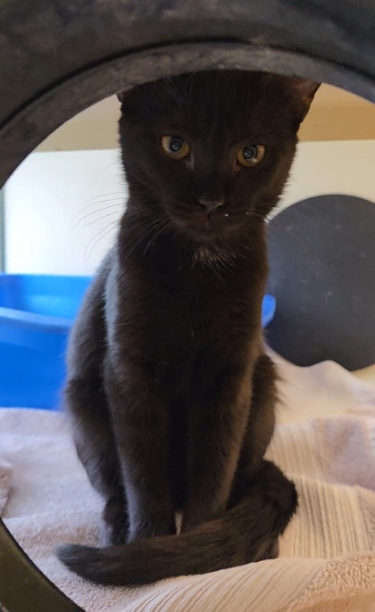 CHALULA - Domestic Shorthair / Mix available for adoption