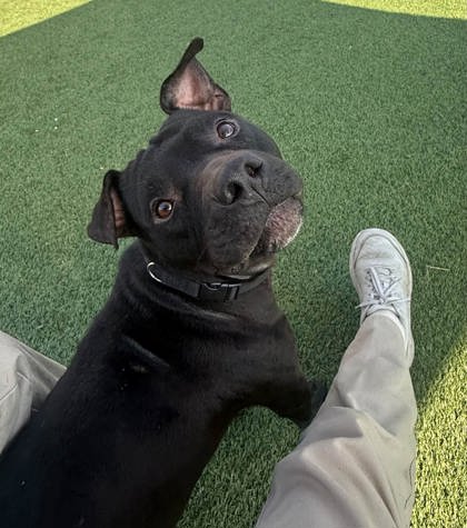 SHOCK-G - American Pit Bull Terrier / Mix available for adoption