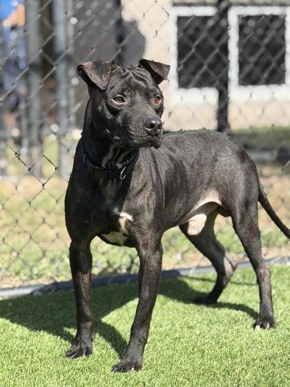 SHOCK-G - American Pit Bull Terrier / Mix available for adoption