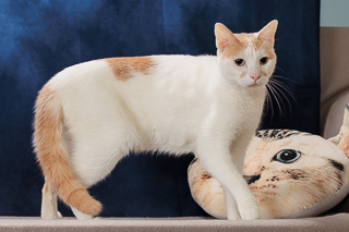 HULK HOGAN - Domestic Shorthair / Mix available for adoption