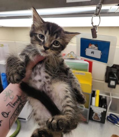 EENIE (1) - Domestic Medium Hair / Mix available for adoption