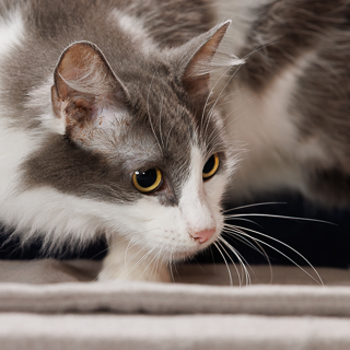 MARLEY - Domestic Longhair / Mix available for adoption