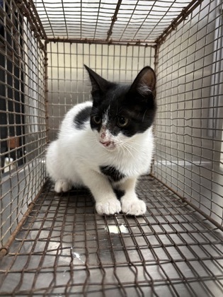 TESSA - Domestic Shorthair / Mix for adoption in Chesapeake