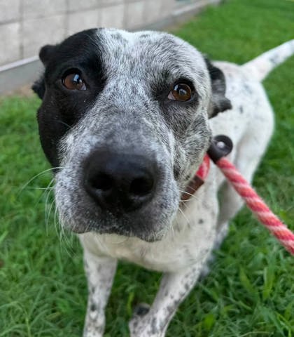 TINTA - Australian Cattle Dog / Mix for adoption in Chesapeake