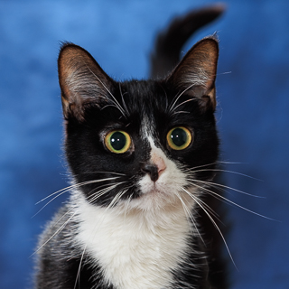 MAYA - Domestic Shorthair / Mix available for adoption